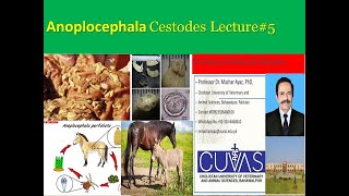 Anoplocephalidae Anoplocephala Cestodes Lecture 5 [upl. by Thornton]