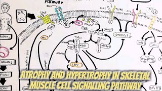 Atrophy and hypertrophy in skeletal muscle cell signalling pathway umerfarooqbiology7083 [upl. by Notffilc]