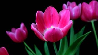 Time lapse tulips blooming [upl. by Rifkin]