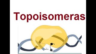 Topoisomerase  DNA Coiling  2024 [upl. by Coryden]