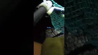 Back at it again walleye fishingtechniques fish freshwaterfish lakeerie fishingmethods [upl. by Auerbach]