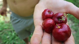 EP73 ACEROLA  Una de las frutas con mayor contenido de VITAMINA C [upl. by Schulman]