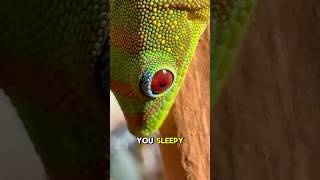 Day gecko is sleepy gecko reptiles lizard cuteanimals funnyanimals funnyshort [upl. by Eckart]