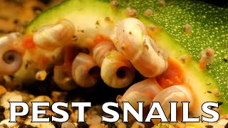 9ish Ways to Get Rid of Pest Snails from Your Aquarium [upl. by Eiramana]