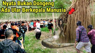 Ular Berkepala Manusia Bukan Dongeng Vidio Asli Bukan Setingan [upl. by Acimehs]