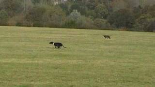 Lurchers Lure Coursing 6 [upl. by Wappes885]