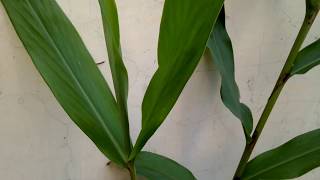 How to Grow amp Care Hedychium coronariumZingiberGulbakawaliKapur kachri khusbudar phool [upl. by Otanutrof]