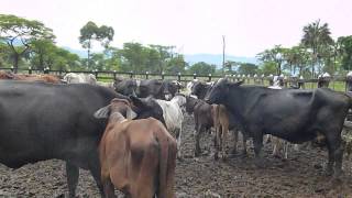 Vacas mugiendo cows mooing HD [upl. by Emmy112]