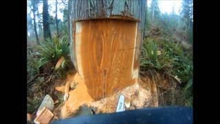 Felling a large western red cedar [upl. by Yleak]