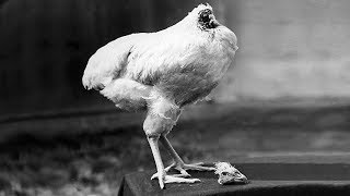 Miracle Mike The Chicken That Lived For 18 Months Without A Head [upl. by Amle]