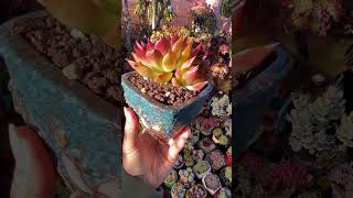 🤗❤️🪴🌵❤️ echeveria succulent suculentas 다육 plants garden [upl. by Hilario60]