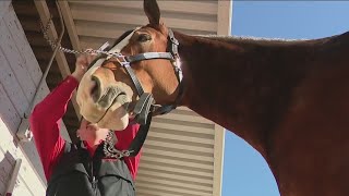 Budweiser Clydesdales to appear in Super Bowl with emotional commercial [upl. by Phillie]