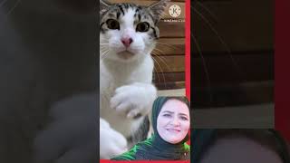 في ناس كده سكوتها مُخيف صدق من قال اتقي شر الحليم🤨اتقي شر الحليم لو يوم يسن السيف 👌😂 cat [upl. by Aihtak]