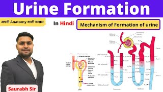 Urine formation physiology of urine for Neet NursingBAMSmedical exams [upl. by Erasaec]