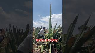 Grandioso Quiote de Maguey lagalle viral quiote lomasvisto maguey [upl. by Ytsenoh]