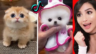 The CUTEST Animals On Tik Tok [upl. by Frederigo]