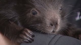 Man rescues baby porcupine [upl. by Dlaregztif426]