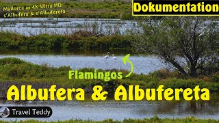 Albufera und Albufereta mit Flamingos in 4K UHD  Mallorca Balearen Spanien  Parque Natural [upl. by Hinkel724]