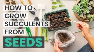 HOW TO GERMINATE SUCCULENTS FROM SEEDS [upl. by Rubina]