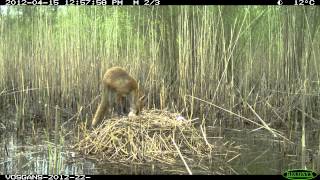 Goose nest robbed by fox [upl. by Airod]