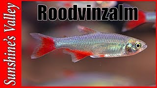 Tropische Aquariumvissen Roodvinzalm  Aphyocharax Anisitsi  Bloodfin Tetra [upl. by Adnirol]