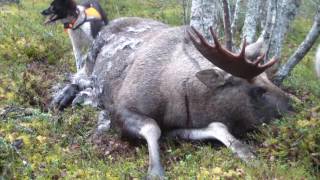 Älgjakt med Karelsk Björnhund 2 [upl. by Tracey]