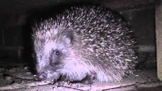 How To Attract Hedgehogs To Your Garden [upl. by Eilyah]