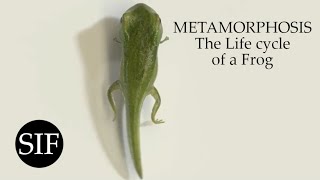 METAMORPHOSIS The Life cycle of a Frog [upl. by Nnov735]