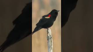 The RedWinged Blackbird’s Iconic Song [upl. by Esinel]