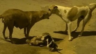 Puppy fight  rescued by father and mother [upl. by Kcirdderf]