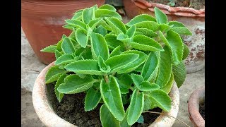 How to grow and take care of Ajwain Leaves Plant  Easiest way [upl. by Lareneg614]