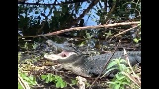 Paynes Prairie Gainesville Florida After Hurricane Helene [upl. by Oicatsana]