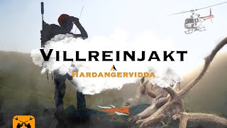 Villreinjakt på Hardangervidda 4k l Hardangervidda reindeer hunt l Jegerkaran [upl. by Yumuk699]