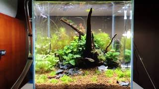 Cube 30x30x30 planted aquarium [upl. by Weissman]