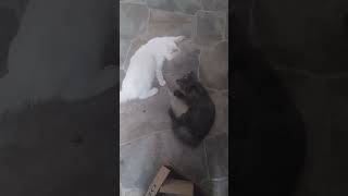 Lady and Tramp playing cat catlover kitten kittenplaying kittens felineantics [upl. by Zohar]