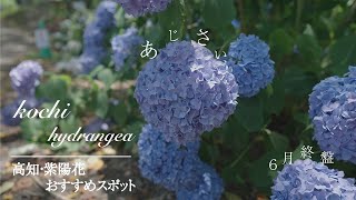 【高知観光】6月終盤！！見るなら今しかない！！高知市内からすぐの紫陽花３名所 [upl. by Giwdul]