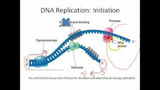 AP Biology DNA Replication [upl. by Annor]