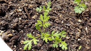 Growing Sweet Wormwood from Seeds Days 050 [upl. by Rosse]