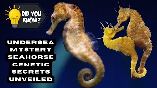 Unraveling the Genetic Mysteries of Seahorses Secrets of the Undersea Realm Revealed [upl. by Berardo]