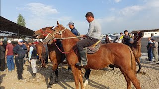 Yangiqõrģon tumani Begabod ot bozori bugungi narhlar bilan tanishing 21092024yil [upl. by Schecter357]