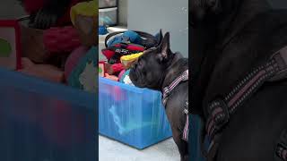 Gigi wants Otis’s toys frenchbulldogworld frenchbulldoglove frenchie dogowner frenchbulldog [upl. by Helm]