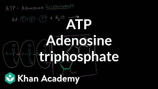 ATP  Adenosine Triphosphate  Cell Energy [upl. by Canfield]