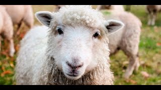 Sheep and Lambs Baaing Sounds Sheep Soundscape [upl. by Ragg939]