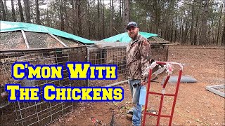 Helped CmonHomesteading Get New Flock Of Hens  Group Helps Me With Extra Roosters [upl. by Elad]