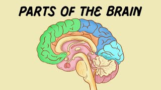 Parts of the Brain [upl. by Willey]