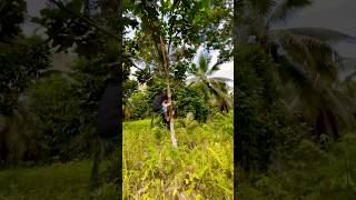 Finding a Marang Tree to Climb tropicalfruits travel trending [upl. by Leda]