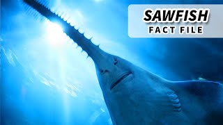 Sawfish Facts ENDANGERED FISH  Animal Fact Files [upl. by Aihsem576]