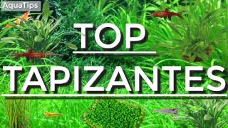 Top 5 plantas tapizantes fáciles para principiantes  AquaTips [upl. by Elfie925]