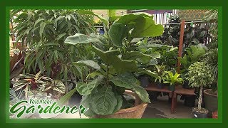 Indoor Plant Trends  Volunteer Gardener [upl. by Dewhirst]