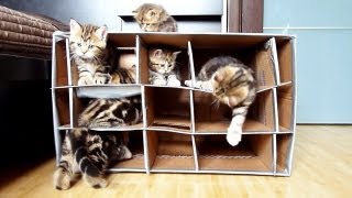 Funny and Cute Kittens playing with Handmade Fort [upl. by Eduino771]